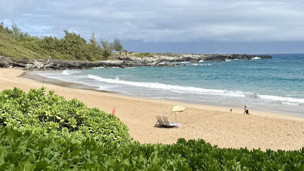 beach — ocean — palm-trees