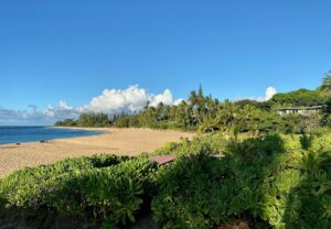 beach — ocean — palm-trees
