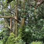 forest — garden — palm-trees — rainbow