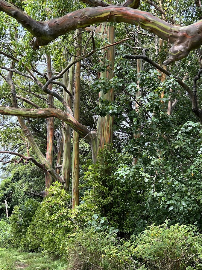 forest — garden — palm-trees — rainbow