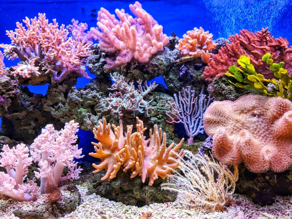 ocean