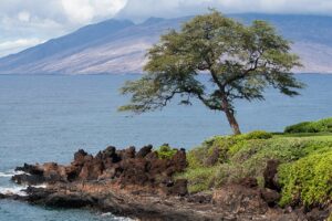 Way back in November 2011 I had a chance to spend a few days on Maui - it was my first time there in over 10 years and I had forgotten how nice it was. I did the normal things an Alaskan going to Hawa β Appellate Court Confirms Higher Property Taxes for Wailea Palms Units | Maui Tom's News