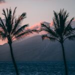 green trees on seashore — Food Bank Leader Departs After Guiding Post-Crisis Operations | Maui Tom's News