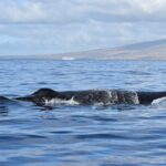humpback whale breaching Maui Hawaii β Marine Debris Cleanup Program Mobilizes 50-100 Volunteers Monthly on Maui | Maui Tom's News