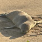 Hawaiian Monk Seal, Kaβanapali Beach, Maui August 15, 2025 β Maui Brewing Launches New Light Lager, Partners with Hawaiian Airlines | Maui Tom's News