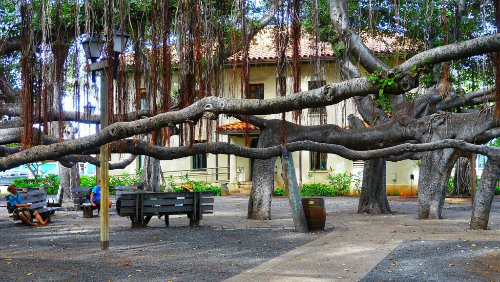 Lahaina Banyan Court Park is a public park located at the corner of Front Street and Canal Street in the town of Lahaina, Hawaii, which was the capital of the Kingdom of Hawaii from 1820 to 1845. The — Maui County Parks Face Multi-Month Field Closures and Pool Training Day | Maui Tom's News