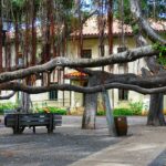 Lahaina Banyan Court Park is a public park located at the corner of Front Street and Canal Street in the town of Lahaina, Hawaii, which was the capital of the Kingdom of Hawaii from 1820 to 1845. The β Maui County Parks Face Multi-Month Field Closures and Pool Training Day | Maui Tom's News