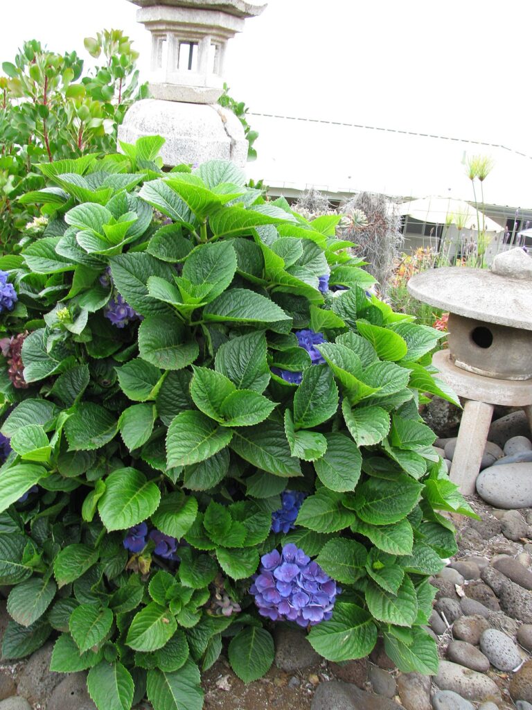 Hydrangea macrophylla subsp. macrophylla (Hydrangea) Habit with deep purple flowers at Alii Kula Lavender Farm Waipoli Rd, Maui, Hawaii. June 15, 2010 #100615-2830 Image Use Policy — Agriculture Leader Bobby Pahia Files for Upcountry Council Seat | Maui Tom's News