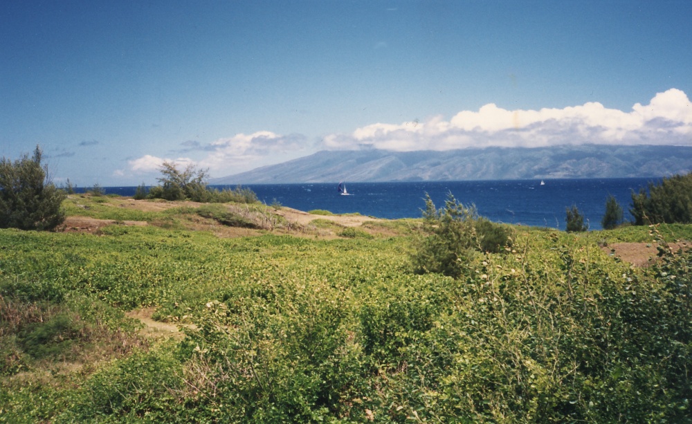 Subject: Maui brush in foreground, the ocean, then Molokai's eastern edge Date: Circa 1989 Place: From the Bay Villas, Kapalua, Maui, Hawaii - Facing north/northwest Photographer: Andwhatsnext Origina — County Committee Approves Contested Kaʻehu Bay Land Purchase Despite Family Objections | Maui Tom's News