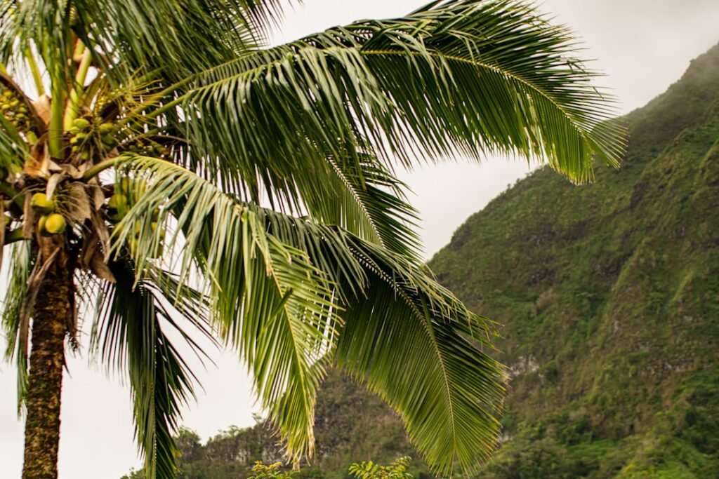 Palm fronds dominate the foreground with a tropical hillside in the background, suggesting a lush, coastal landscape.