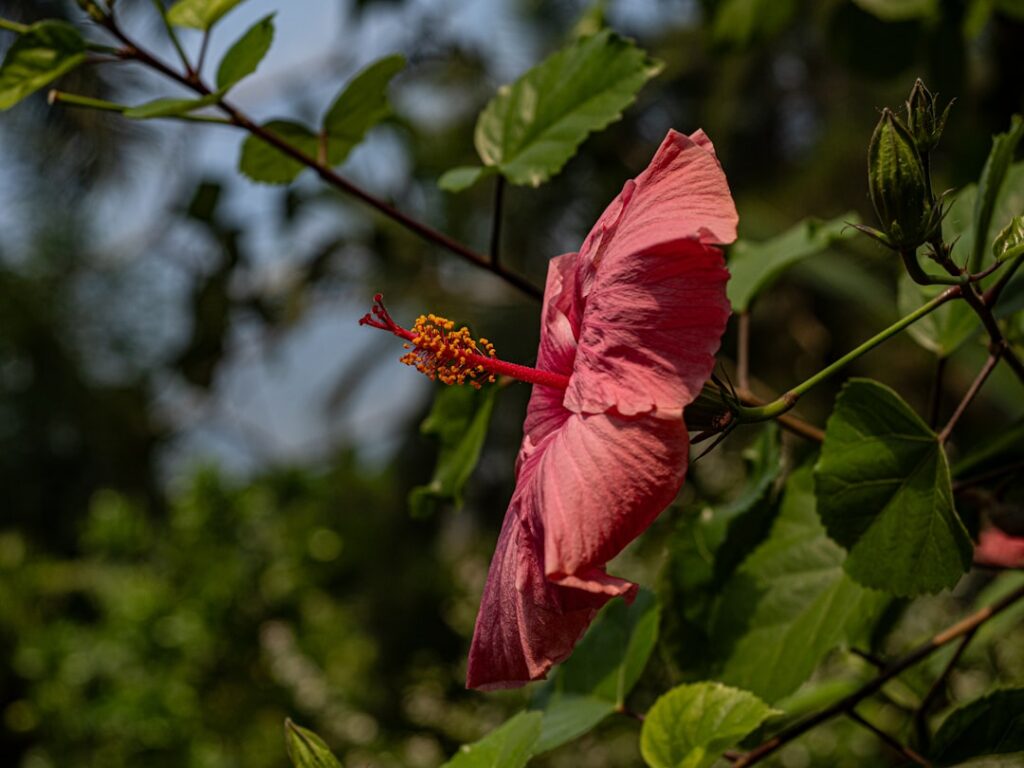 Pink hibiscus bloom with orange-yellow stamens against green leaves in a garden setting.