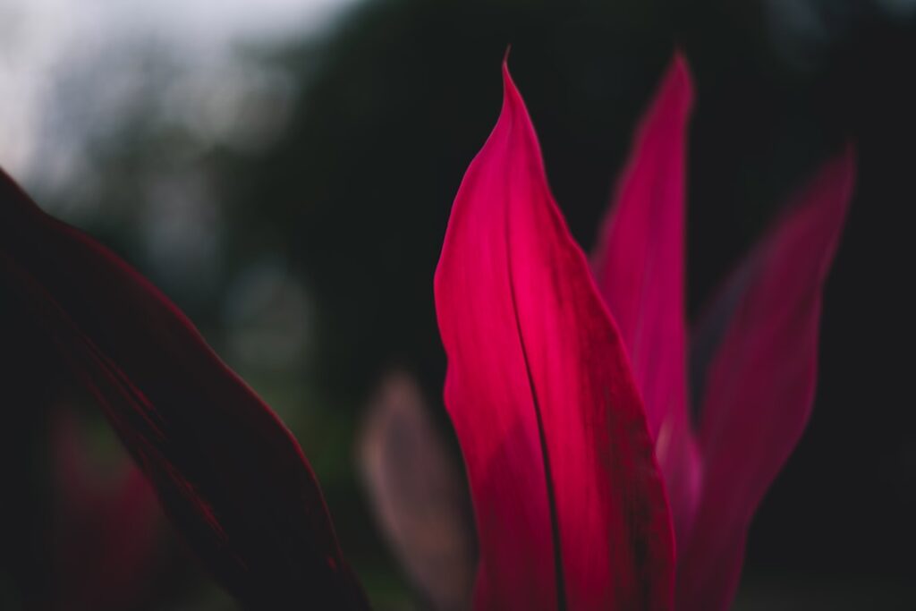 Cordyline Hawaiian Ti “Red Sister” | Instagram: @timmossholder — Hawaiian Electric Warns of Active Hurricane Season, Urges Emergency Planning | Maui Tom's News