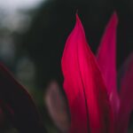 Cordyline Hawaiian Ti “Red Sister” | Instagram: @timmossholder — Hawaiian Electric Warns of Active Hurricane Season, Urges Emergency Planning | Maui Tom's News