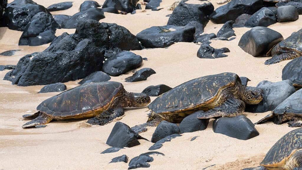 Green Sea Turtle — Ho'okipa Hosts First-Ever State High School Surfing Championship | Maui Tom's News