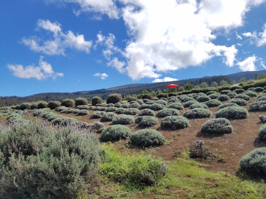 Ali'i Kula Lavender Farm Maui — Kula Hospital Remains Closed After March Flood Damage, Patients Relocated | Maui Tom's News