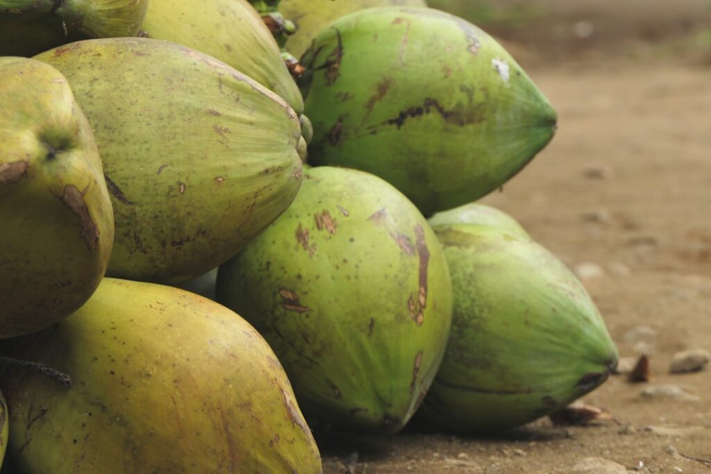 The term "coconut" (or the archaic "cocoanut") can refer to the whole coconut palm, the seed, or the fruit, which botanically is a drupe, not a nut. — Maui County Offers $150K Grants for Local Financial Education Programs | Maui Tom's News
