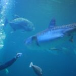 Feeding time! — Maui Ocean Center Educator Selected for Pacific Deep-Sea Research Fellowship | Maui Tom's News