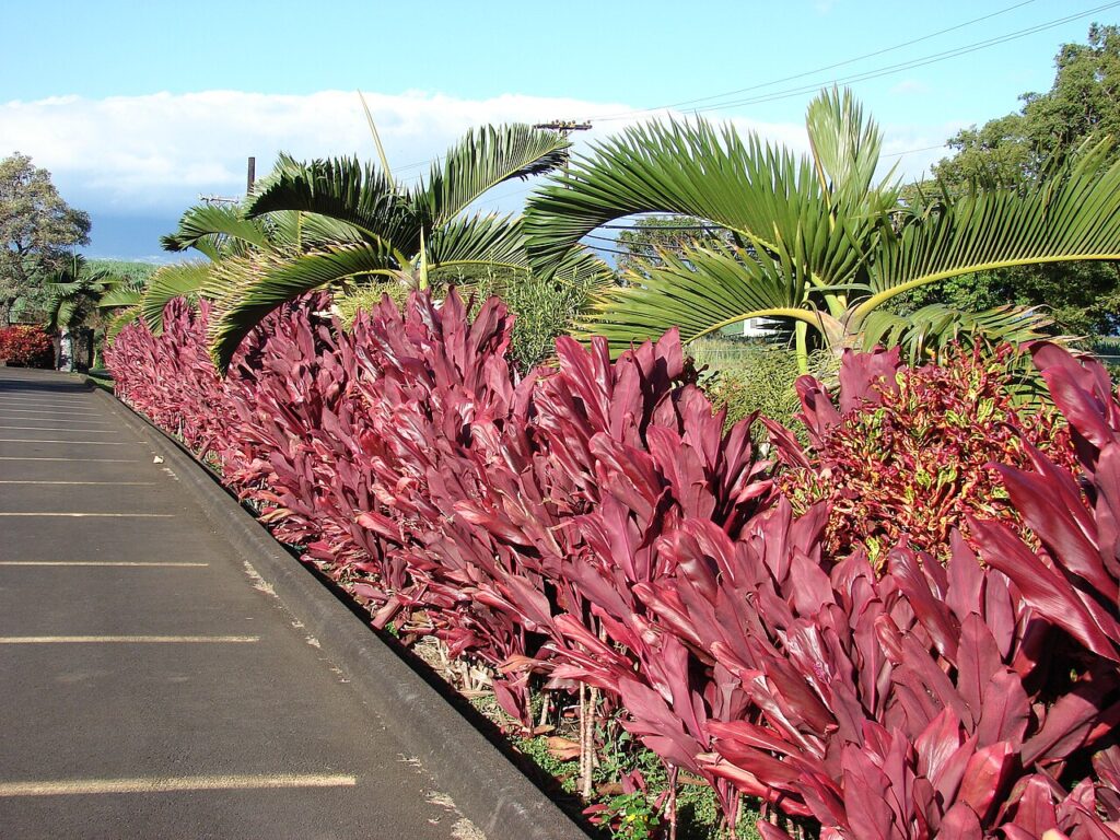 Cordyline fruticosa (Ti leaf, ki) Hedge at Holy Rosary Church Baldwin Ave, Maui, Hawaii. January 11, 2007 [http://www.starrenvironmental.com/images/search/?q=070111-3091 #070111-3091</a> - Imag — MLP Hires New Cultural Director to Guide Land Stewardship Efforts | Maui Tom's News