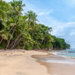 Tropical beach with a line of tall palm trees, golden sand, and turquoise waves under a blue sky