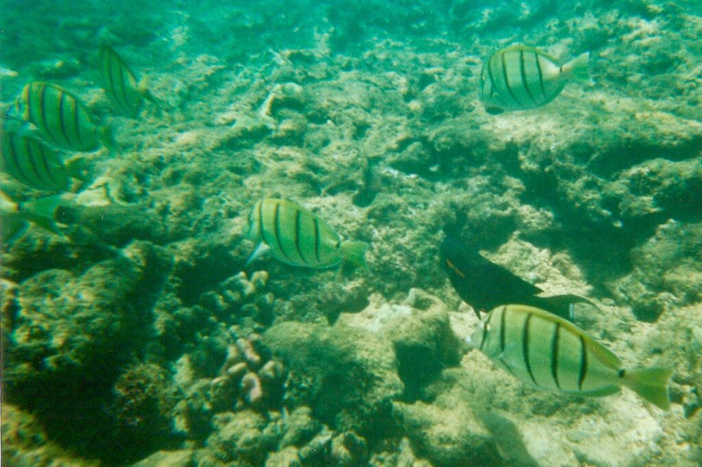 Pā'ia's Mama's Fish House Named Among Top 50 US Restaurants - Maui Tom's Vacation Rental Cleaning & Maintenance Convict Tangs Maui Honolua Bay Hawaii 95-16-13 8.3.95 Underwater 5 (1) — Pā'ia's Mama's Fish House Named Among Top 50 US Restaurants | Maui Tom's News