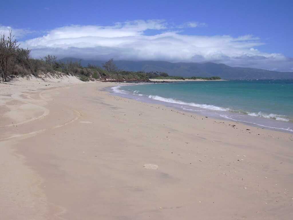 Starr 030617-0010 Casuarina equisetifolia.jpg — State Organizes June 6 Coastal Cleanup Day Across Hawaii Islands | Maui Tom's News