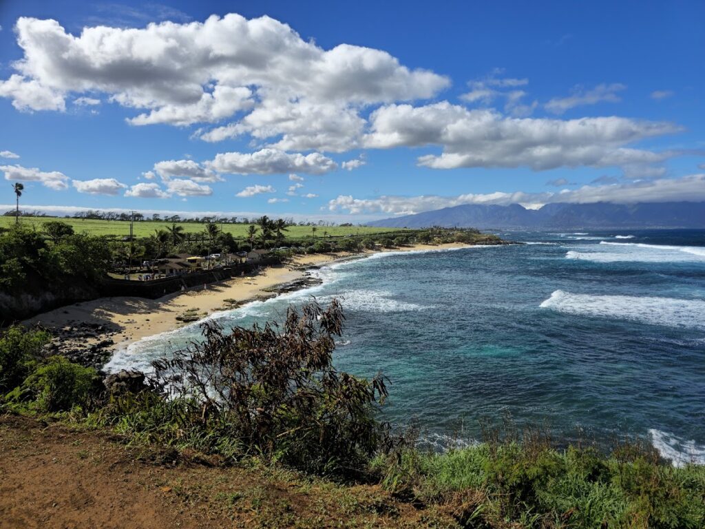 green sea turtle Maui Hawaii beach — State Wildlife Division Seeks Resident Input on Axis Deer Population Impact | Maui Tom's News