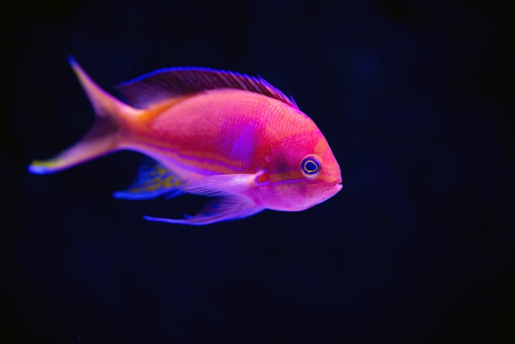 Tropical reef colorful fish — Study: Dive Tourism Damaging Coral Reefs Through Tourist Contact | Maui Tom's News