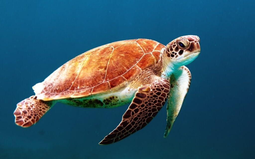 Sea turtle on reef — Study Questions Effectiveness of Coral Reef Health Predictions Around Maui | Maui Tom's News