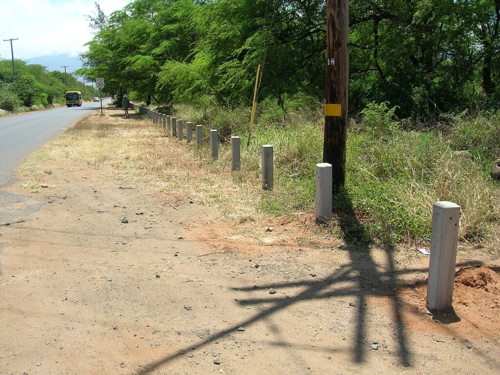 Asystasia gangetica (vehicle barricade). Location: Maui, Kanaha Beach — Traffic Accident Briefly Blocks Kuihelani Highway, Now Reopened | Maui Tom's News