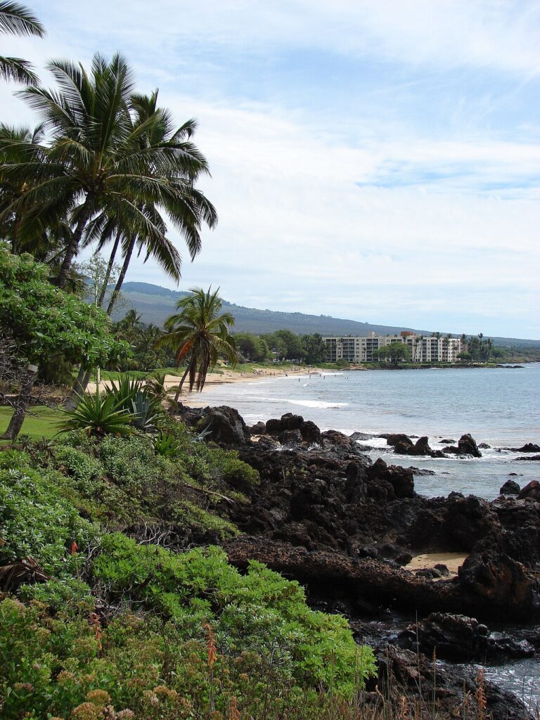 Starr-061017-1182-Cocos nucifera-habitat and view Charley Young Beach-Cove Park Kihei-Maui (24841500326).jpg — Young Brothers Gets Automatic 5% Annual Rate Hikes Despite Earlier Denials | Maui Tom's News