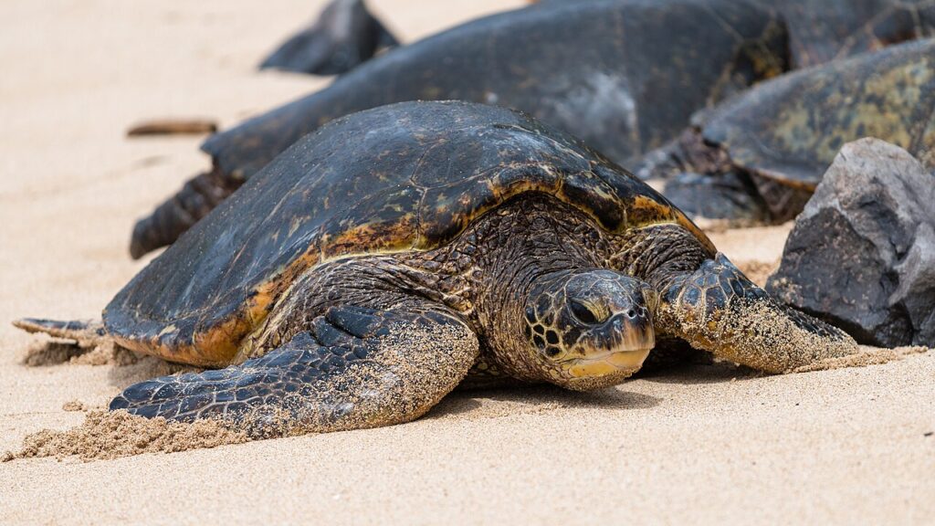Green Sea Turtle — Armed Robbery Suspect Arrested After Stealing Vehicle Near Ho'okipa Beach | Maui Tom's News
