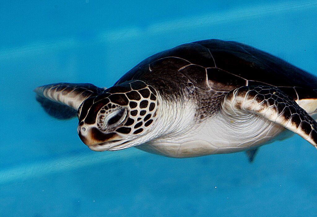 Elegantly marked and very effectively streamlined, the green turtle is the most common turtle in subtropical and tropical waters, where it is often seen in eelgrass beds and on coral reefs. Its color — Council Vice-Chair Sugimura Receives Labor Union Backing in Mayor Race | Maui Tom's News