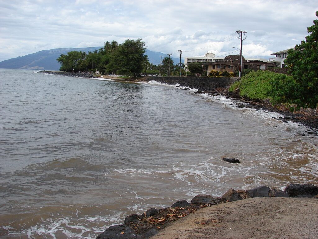 Starr-061017-1176-Thespesia populnea-habitat-Cove Park Kihei-Maui (24841487336).jpg — DLNR Clarifies Makena State Park Upgrade Plans Amid Social Media Rumors | Maui Tom's News