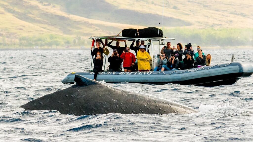 spinner dolphins Maui Hawaii ocean — Federal Plan Opens Protected Marine Areas Near Hawaii to Commercial Fishing | Maui Tom's News