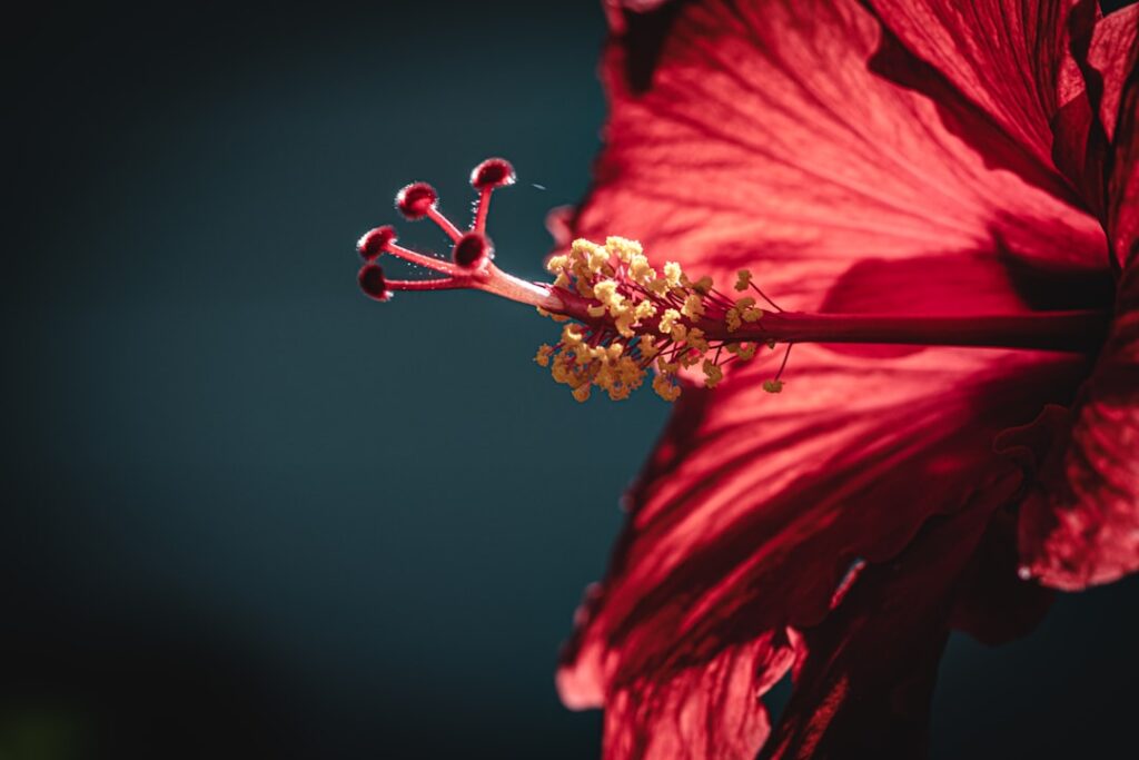 Close-up of a red hibiscus flower stamen with yellow pollen against a dark background.