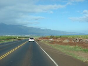 Saccharum officinarum (Ko, sugarcane) Highway construction at Haleakala Hwy, Maui, Hawaii. February 07, 2007 [http://www.starrenvironmental.com/images/search/?q=070207-4253 #070207-4253</a> - — Kauai Road Construction Creates Lane Closures Through June 12 | Maui Tom's News