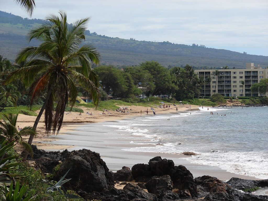 Starr-061017-1183-Cocos nucifera-habitat and view Charley Young Beach-Cove Park Kihei-Maui (24500176479).jpg — Maui County Hosts Free Outdoor Movie Nights Across Islands in July | Maui Tom's News