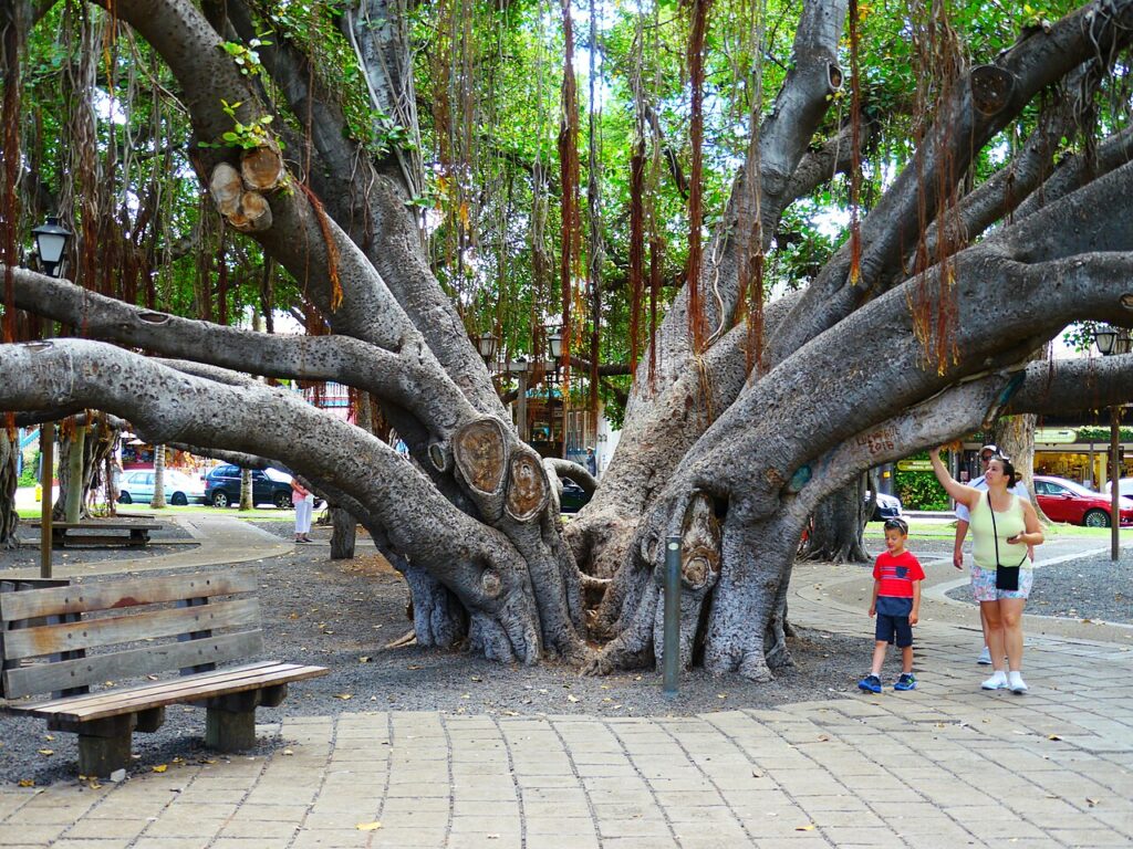 Lahaina Banyan Court Park is a public park located at the corner of Front Street and Canal Street in the town of Lahaina, Hawaii, which was the capital of the Kingdom of Hawaii from 1820 to 1845. The — Michelin Guide Features Gateway Hotels to U.S. National Parks | Maui Tom's News