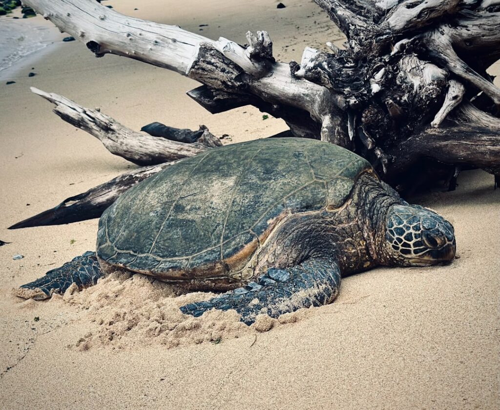 Sea Turtle on the beach in Maui — Ocean Conservation Guidelines Promoted for Hawaii Visitors This June | Maui Tom's News