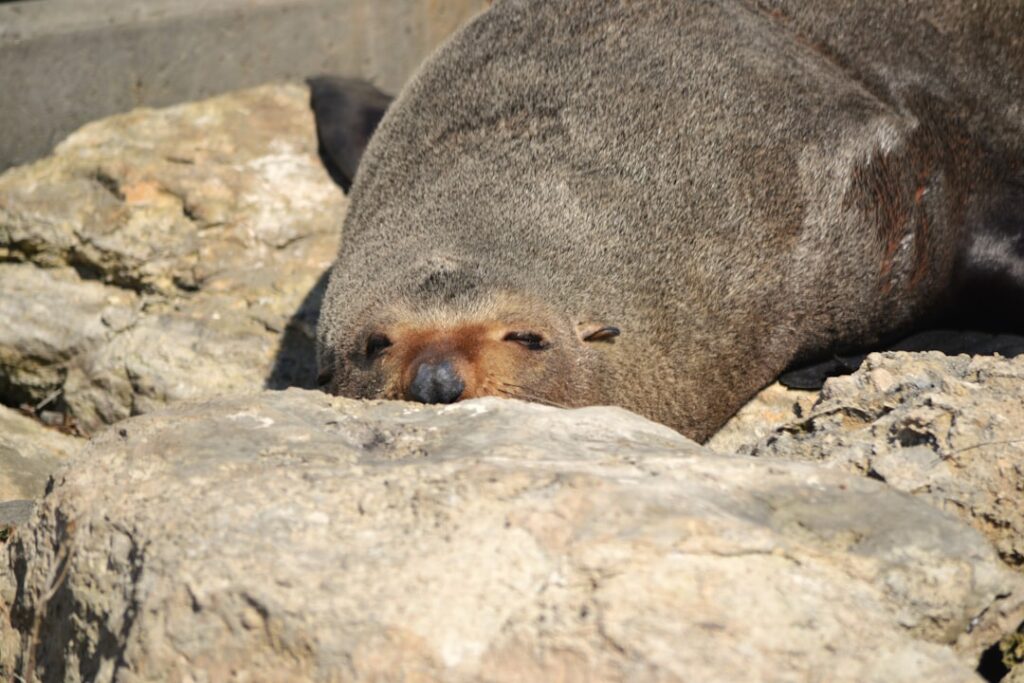 a seal laying on top of a pile of rocks — Pacific Marine Monuments Reopened to Commercial Fishing Near Hawaii | Maui Tom's News