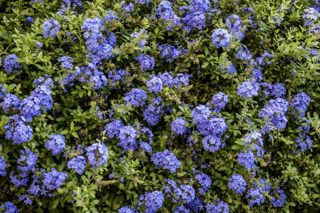 purple flowers with green leaves — Water Outage in Upcountry Maui Extended Through Saturday Evening | Maui Tom's News