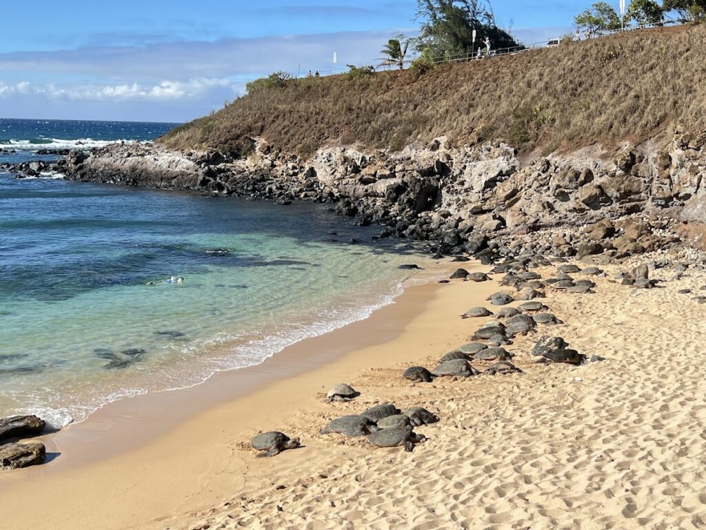 Ho'okipa Beach Park Maui — Weekend Weather Shows Minimal Surf, Clear Conditions Across Maui | Maui Tom's News