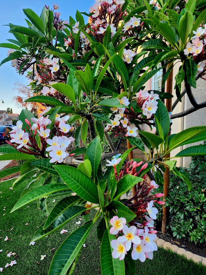 plumeria flower Hawaii white yellow — Deadline Extended to Aug. 3 for Kona Low Storm Relief Grants on Maui | Maui Tom's News