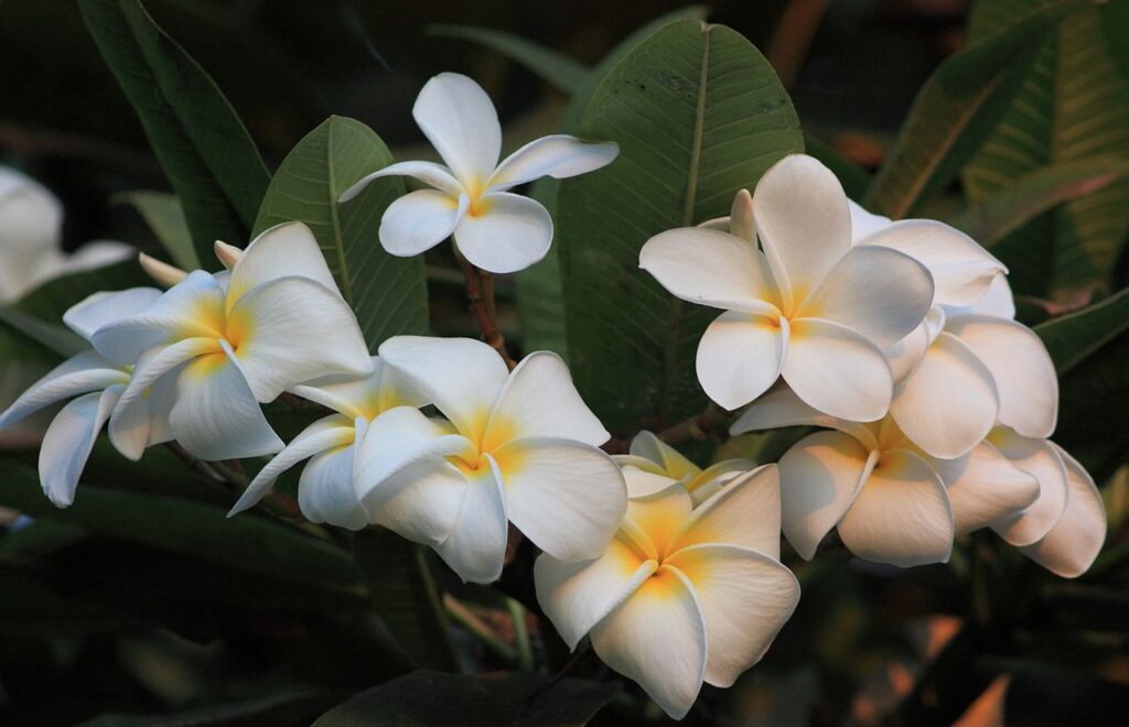 Plumeria obtusa flowers and leaves at Keawakapu Beach, Kihei, Maui, Hawaii. — Hawaii AG Sues EPA Over HECO's Reversal on Maui Power Plant Shutdowns | Maui Tom's News