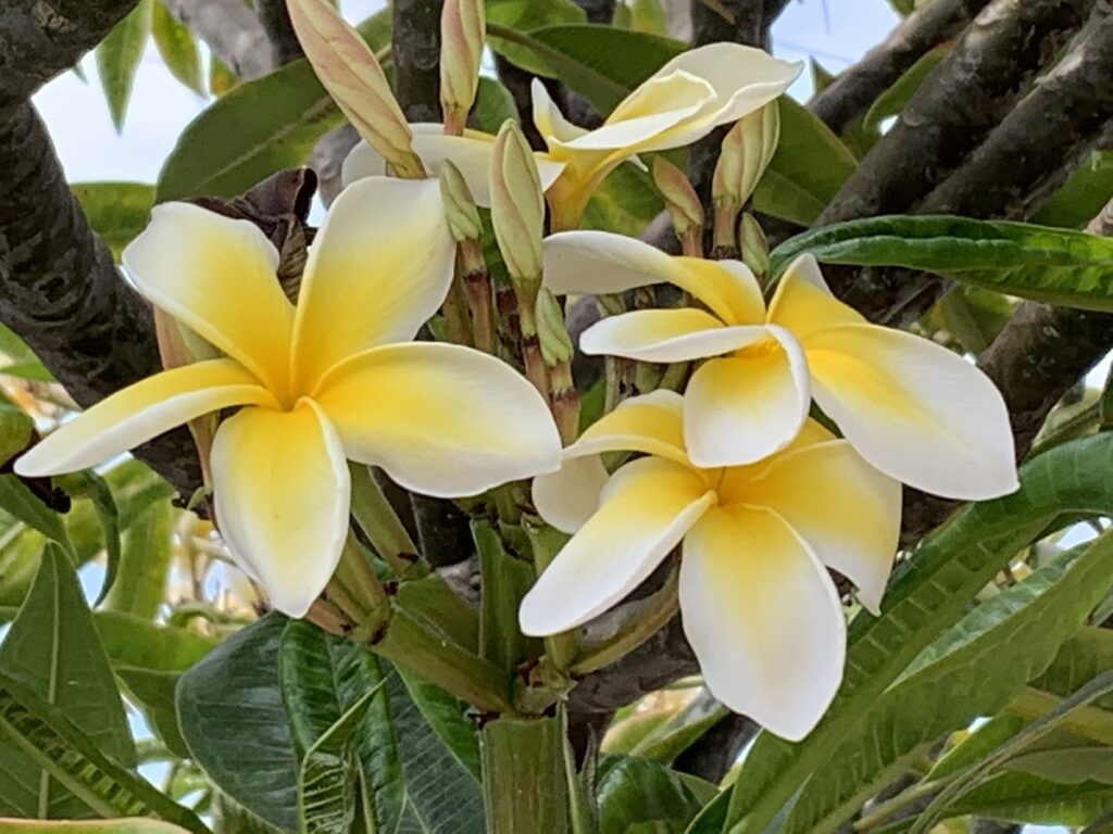 Cluster of white and yellow plumeria (frangipani) blossoms on a tree branch with green leaves in the background.