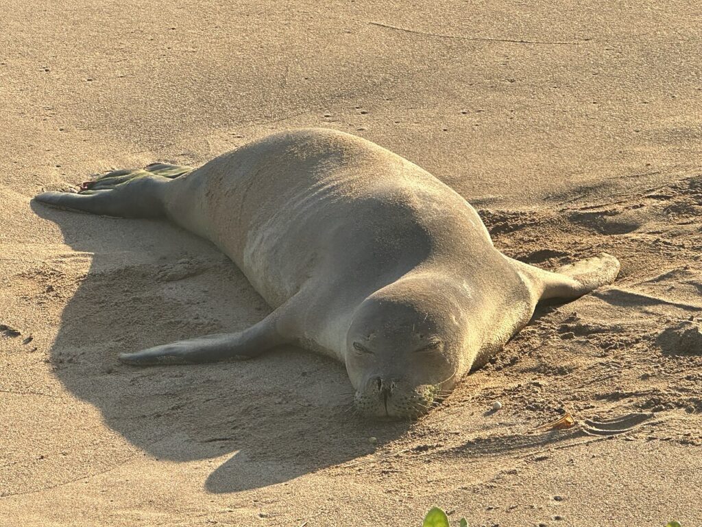 Hawaiian Monk Seal, Ka’anapali Beach, Maui August 15, 2025 — Kaanapali Beach Sand Restoration Project Advances Through State Permitting | Maui Tom's News