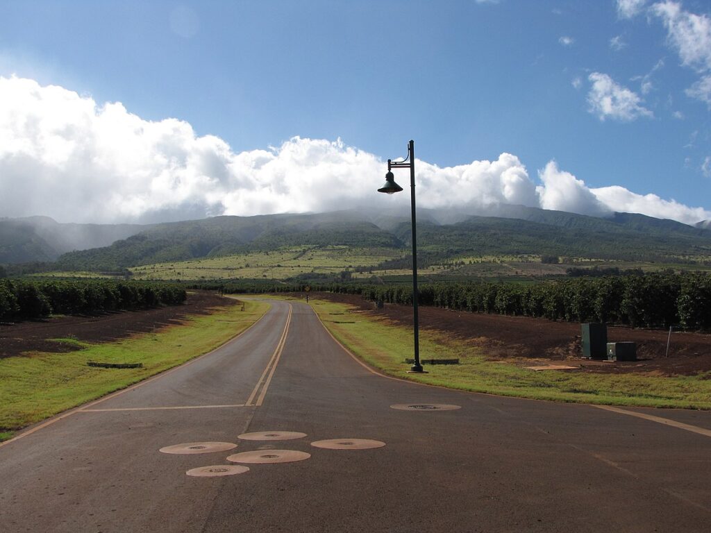 Coffea arabica (Arabian coffee) Crop view new subdivision at Kaanapali, Maui, Hawaii. July 14, 2009 #090714-2677 Image Use Policy — Makawao Avenue Weekend Road Closures Run Through Aug. 16 | Maui Tom's News