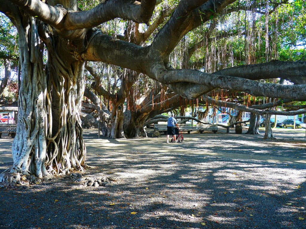 Lahaina Banyan Court Park is a public park located at the corner of Front Street and Canal Street in the town of Lahaina, Hawaii, which was the capital of the Kingdom of Hawaii from 1820 to 1845. The — Makena State Park Gets Green Light for Restrooms and Expanded Parking | Maui Tom's News