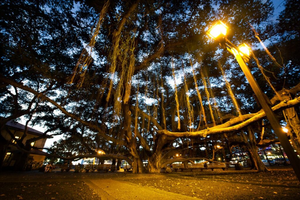 The tendrils hanging down are part of the tree's root system. If the maintenance crew didn't trim them, they would grow down to the ground and plant themselves, eventually growing like a new trunk fr — Maui Council Advances Transparency Bill, Gets TAT Collection System Update | Maui Tom's News