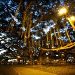 Maui Council Advances Transparency Bill, Gets TAT Collection System Update - Maui Tom's Vacation Rental Cleaning & Maintenance The tendrils hanging down are part of the tree's root system. If the maintenance crew didn't trim them, they would grow down to the ground and plant themselves, eventually growing like a new trunk fr — Maui Council Advances Transparency Bill, Gets TAT Collection System Update | Maui Tom's News